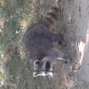 Meet your Posher, Miles